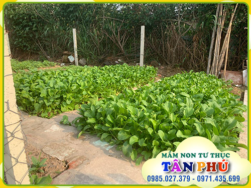 Vườn của bé